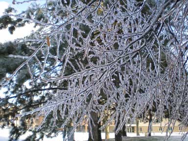 Widespread damage to plants from a sudden freeze